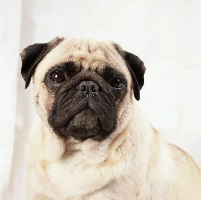 Framed Print : Pug