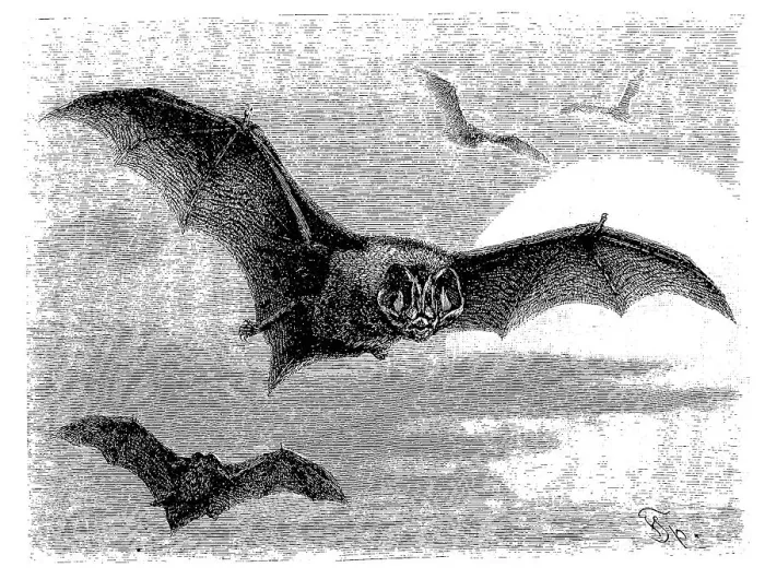 Framed Print : Pug bat, Synotus barbastellus, digitally restored reproduction of an original from the 19th century Framed Print : Pug bat, Synotus barbastellus, digitally restored reproduction of an original from the 19th century