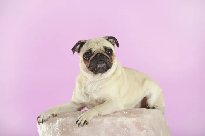 Framed Print : Pug, beige, bitch, lying, studio shot, Austria Framed Print : Pug, beige, bitch, lying, studio shot, Austria