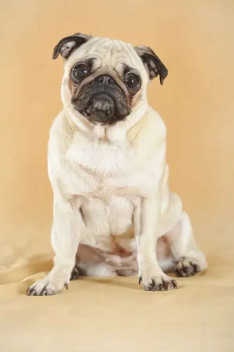 Framed Print : Pug, beige, bitch, sitting, studio shot Framed Print : Pug, beige, bitch, sitting, studio shot
