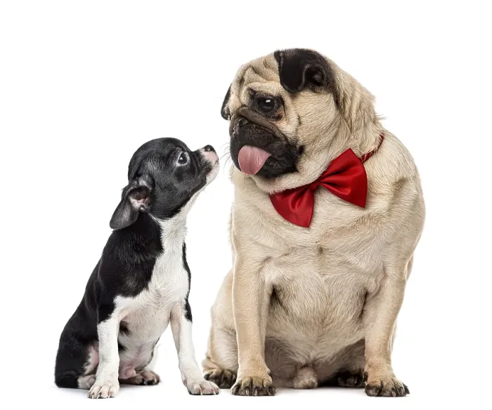 Framed Print : Pug with bow tie looking at a chihuahua