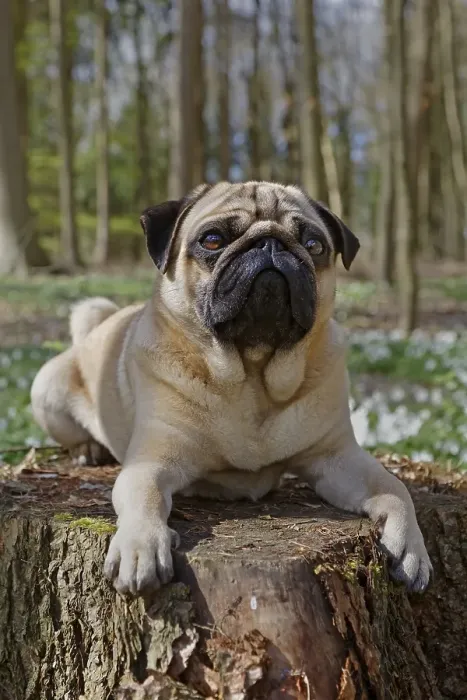 Framed Print : Pug lying on tree trunk, Schleswig-Holstein