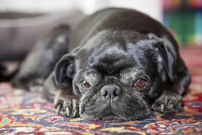 Framed Print : Pug, male, portrait, lying snoozing on carpet Framed Print : Pug, male, portrait, lying snoozing on carpet
