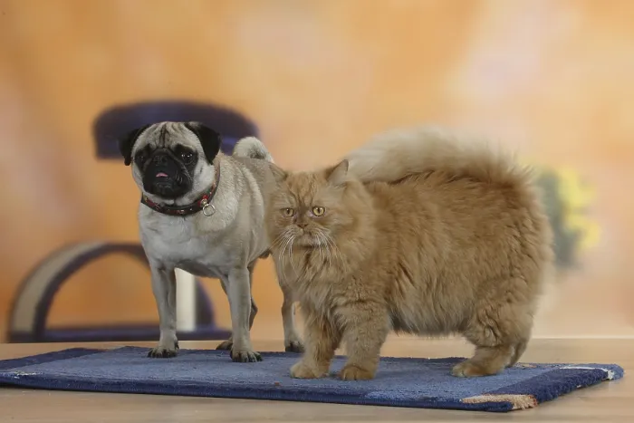 Framed Print : Pug and Persian cat Framed Print : Pug and Persian cat