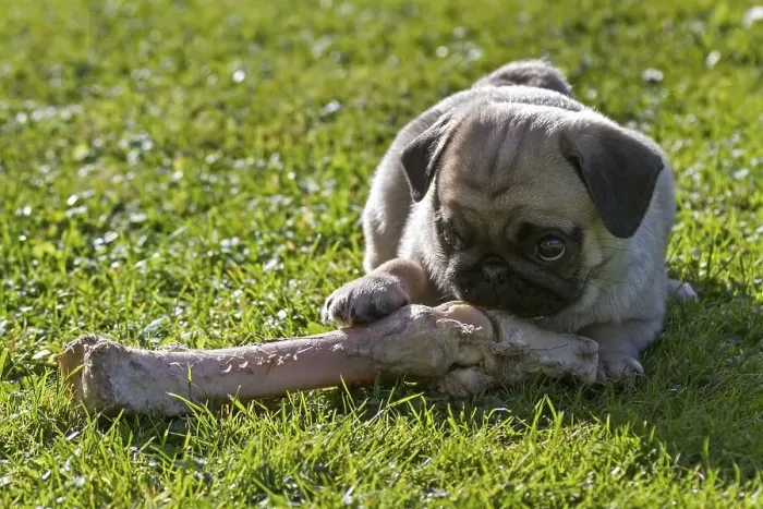Framed Print : Pug, puppy on a large bone, Germany, Europe