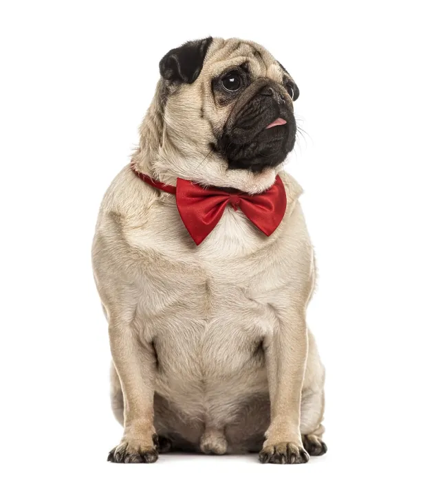 Framed Print : Pug with a red bow tie sitting, isolated on white Framed Print : Pug with a red bow tie sitting, isolated on white