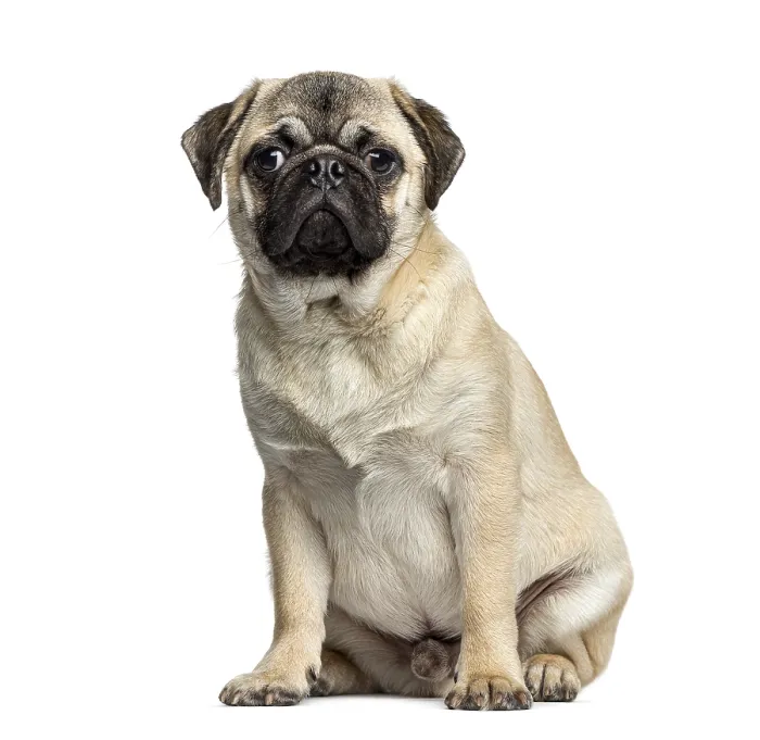 Framed Print : Pug sitting, 7 months old, isolated on white Framed Print : Pug sitting, 7 months old, isolated on white