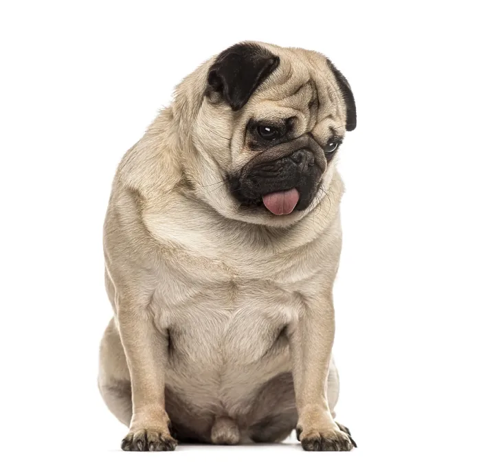 Framed Print : Pug sitting sticking the tongue, isolated on white