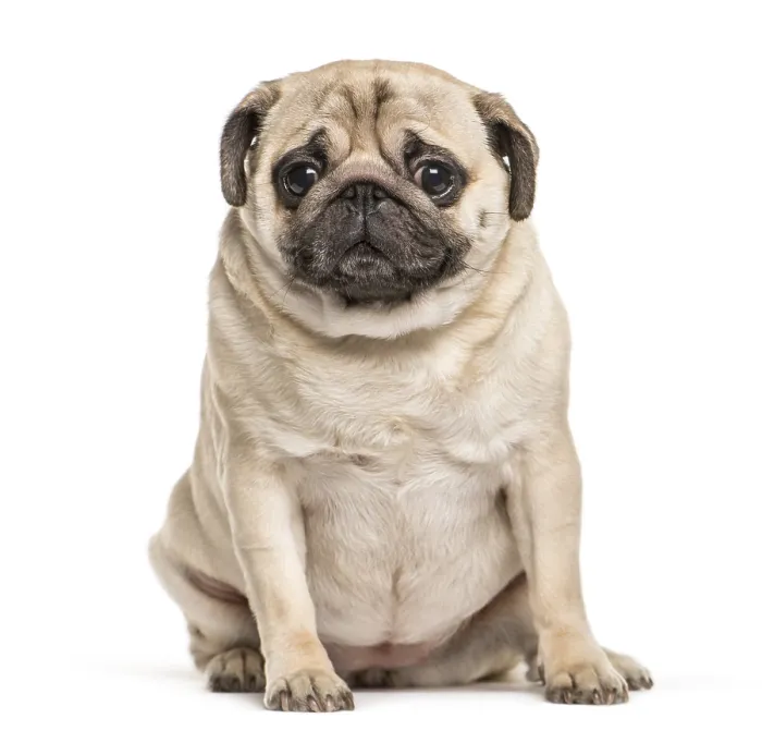 Framed Print : Pug sitting in front of white background