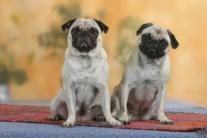 Framed Print : Pugs, detachable