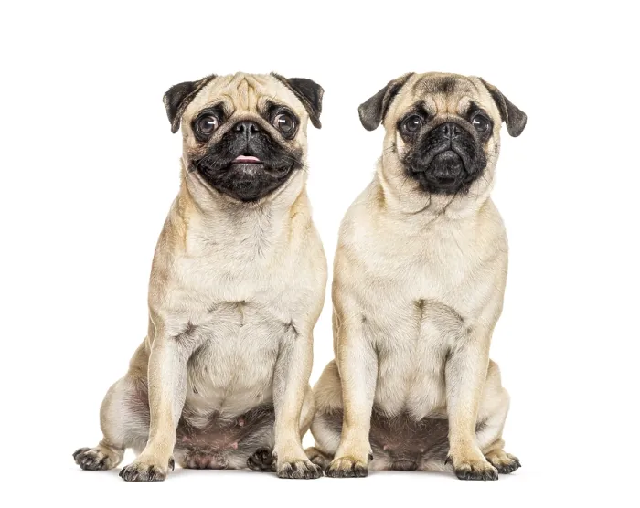 Framed Print : Two Pugs sitting together, dog, isolated on white Framed Print : Two Pugs sitting together, dog, isolated on white