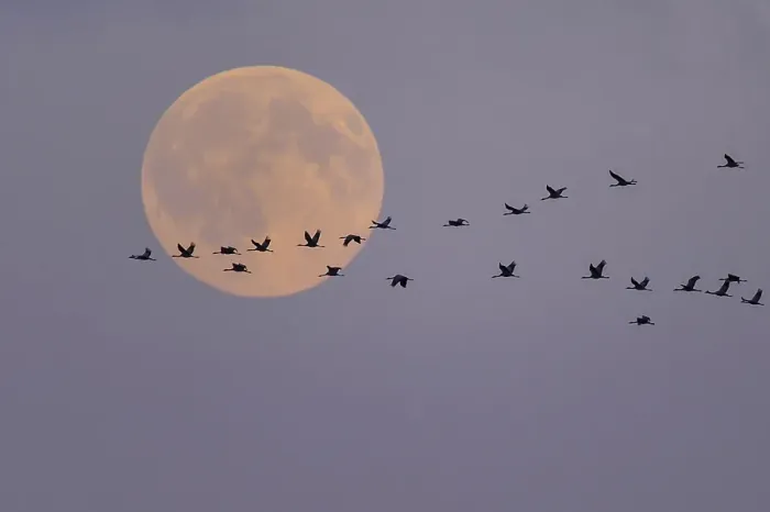 Framed Print : Pulling cranes (Grus grus) in front of full moon
