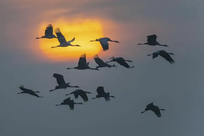 Framed Print : Pulling cranes (Grus grus) in front of sunset Framed Print : Pulling cranes (Grus grus) in front of sunset