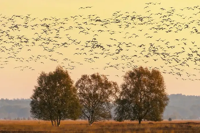 Framed Print : Pulling Greylag goose ( anser anser) in front of the red evening sky Framed Print : Pulling Greylag goose ( anser anser) in front of the red evening sky