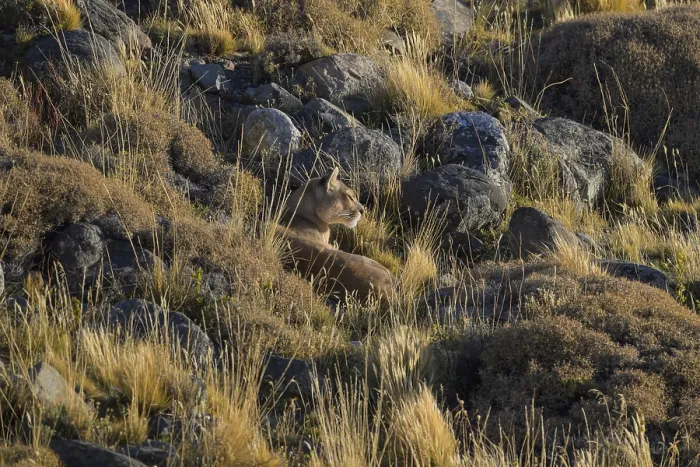 Framed Print : Puma camouflaged among rocky terrain and dry grass in golden light
