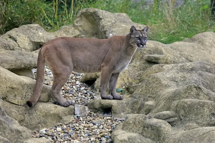 Framed Print : Puma, Cougar or Mountain Lion (Felis concolor) Framed Print : Puma, Cougar or Mountain Lion (Felis concolor)