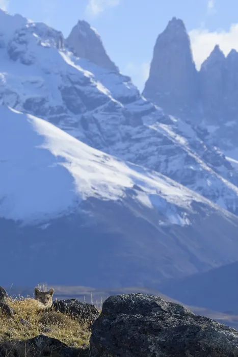 Framed Print : A puma hides in rocks beneath snowy peaks under a blue sky