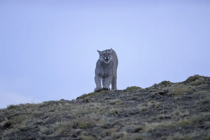 Framed Print : Puma on a hilltop with open sky Framed Print : Puma on a hilltop with open sky