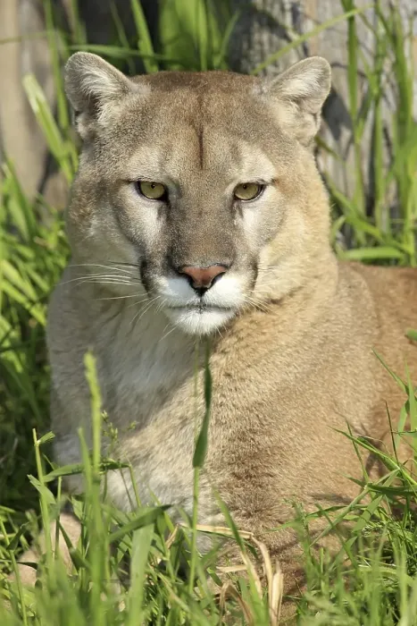 Framed Print : Puma (Puma concolor), adult, resting