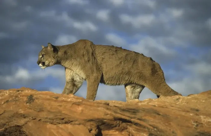 Framed Print : Puma (Puma concolor), adult walking on rock
