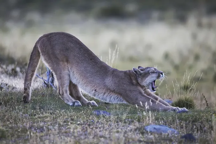 Framed Print : Puma (Puma concolor) adult, yawning and stretching Framed Print : Puma (Puma concolor) adult, yawning and stretching