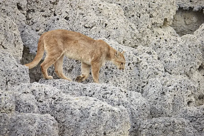 Framed Print : Puma (Puma concolor puma) adult female