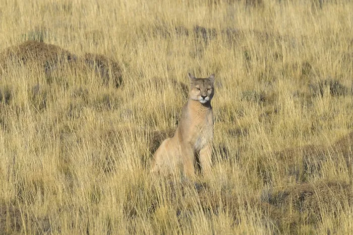 Framed Print : A puma sitting still and looking into the distance within a grassy field