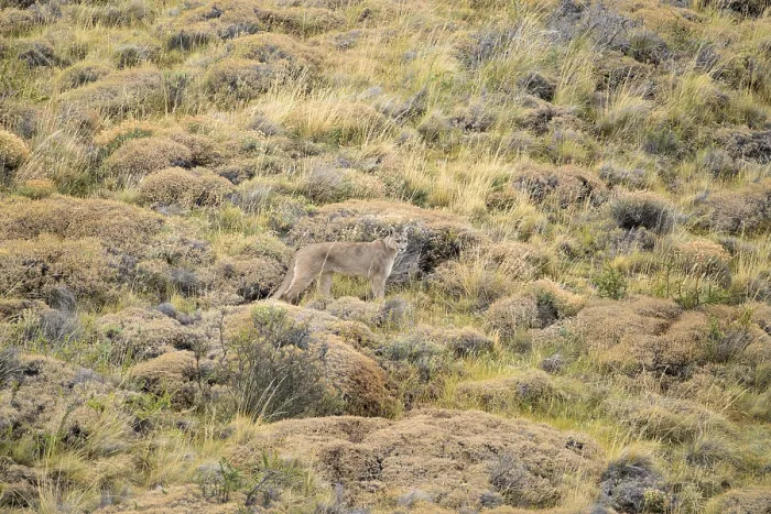 Framed Print : A puma stands quietly among dry grass and rocky terrain Framed Print : A puma stands quietly among dry grass and rocky terrain