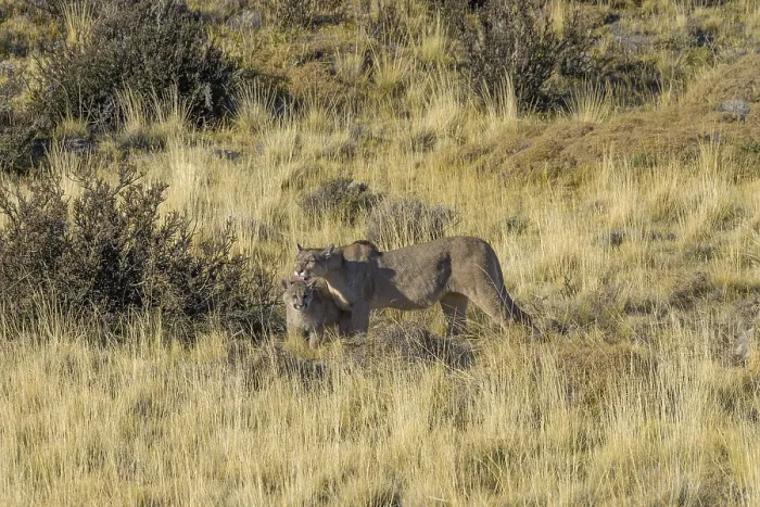 Framed Print : Two pumas in a grassy landscape Framed Print : Two pumas in a grassy landscape
