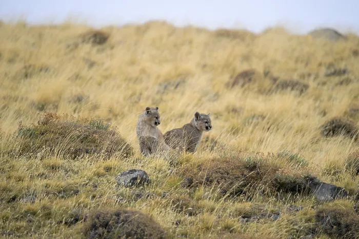 Framed Print : Two pumas sit together on a grass-covered hillside Framed Print : Two pumas sit together on a grass-covered hillside