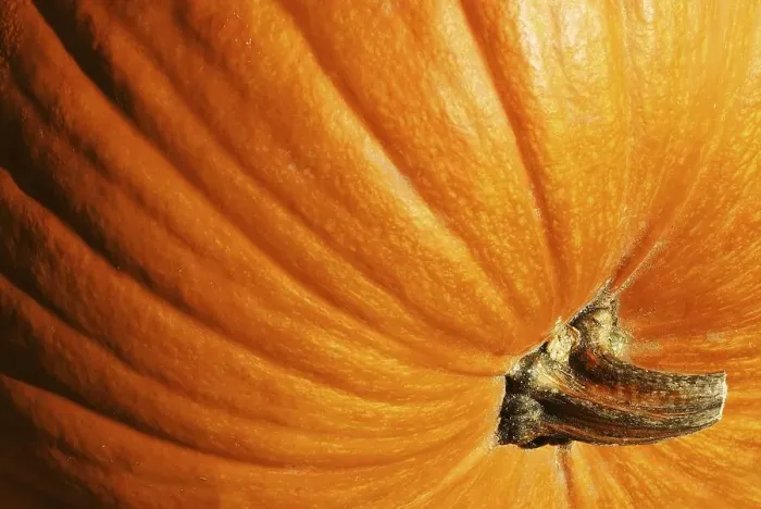 Framed Print : Pumpkin