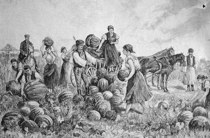 Framed Print : Pumpkin harvest in Hungary, historical illustration circa 1893 Framed Print : Pumpkin harvest in Hungary, historical illustration circa 1893