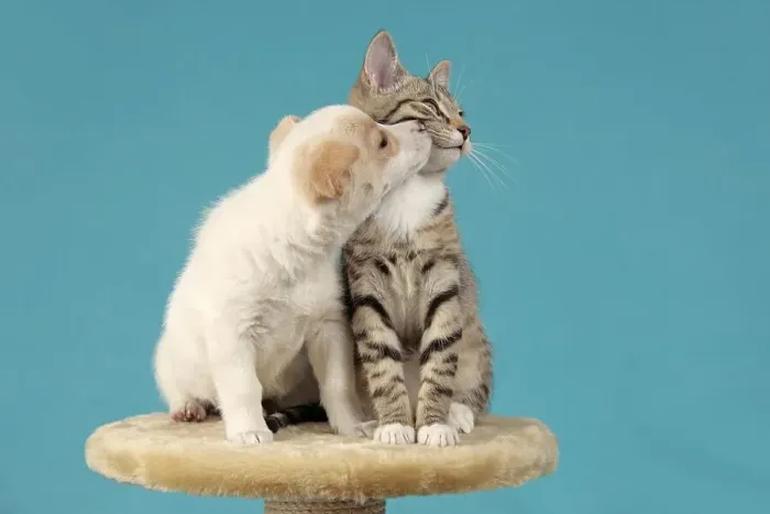 Framed Print : A pup kissing a kitten Framed Print : A pup kissing a kitten