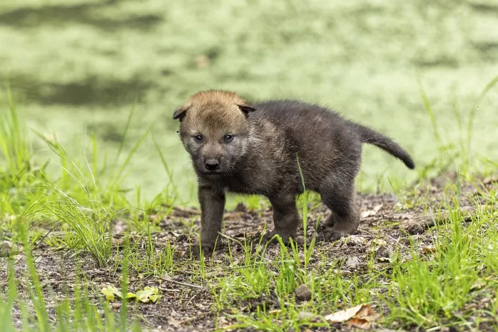 Framed Print : A pup stands in a green, wooded environment