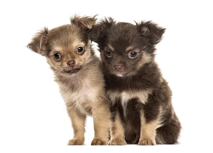 Framed Print : Two puppies chihuahua, 2 months sitting