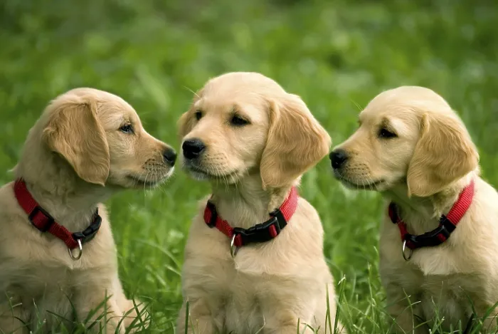 Framed Print : Three puppies of golden retriever in grass