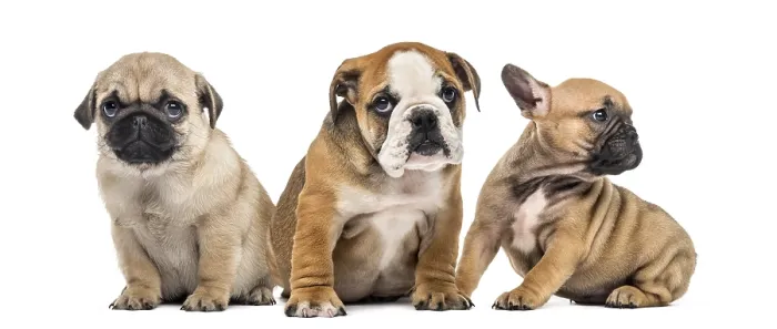 Framed Print : Three puppies side by side, isolated on white