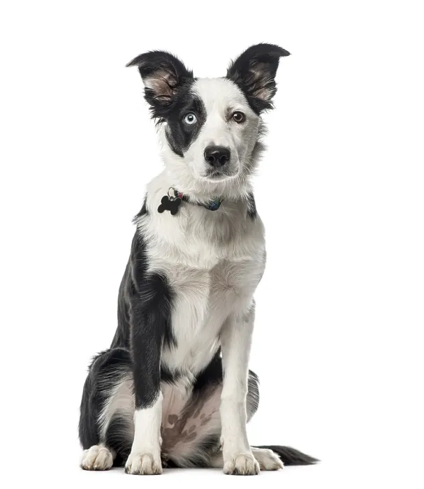 Framed Print : Puppy Border Collie sitting, 5 months old Framed Print : Puppy Border Collie sitting, 5 months old