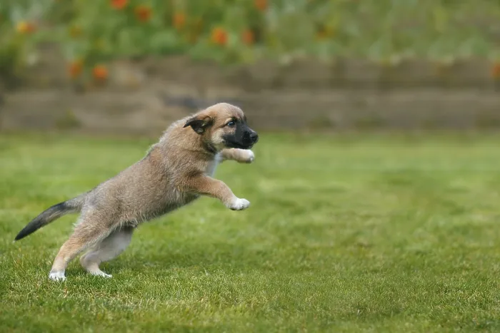 Framed Print : Puppy dog jumping and playing on grass