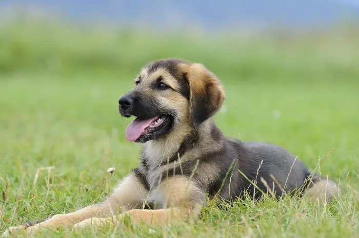 Framed Print : A puppy lies happily on a green meadow Framed Print : A puppy lies happily on a green meadow