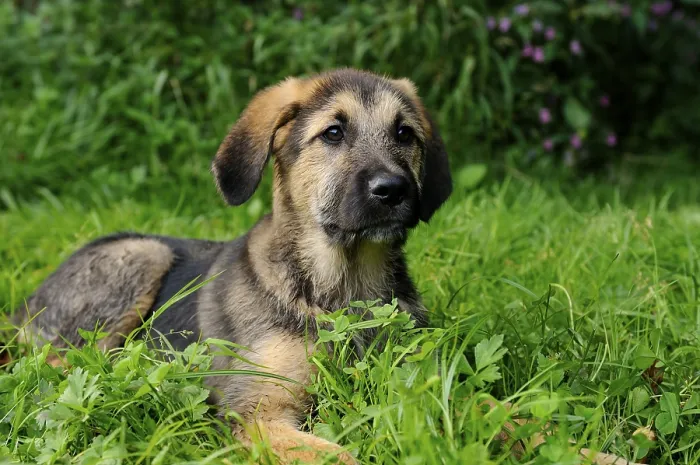 Framed Print : The puppy lies relaxed in the grass