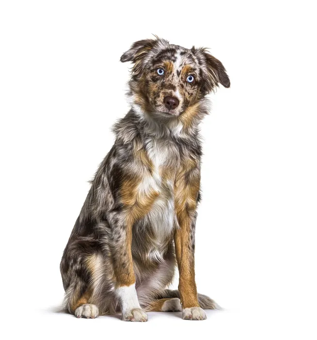 Framed Print : Puppy Miniatur americain shepherd red merle sitting