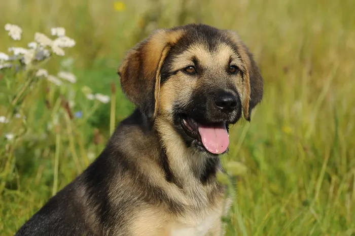 Framed Print : A puppy with open mouth can be seen on a green flower meadow