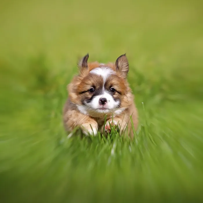 Framed Print : Puppy running towards the photographer in a green meadow