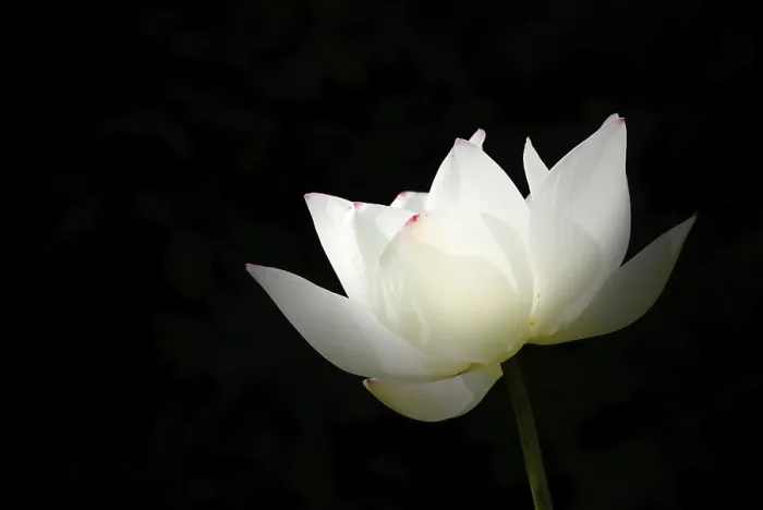 Framed Print : Pure white water lily with black background