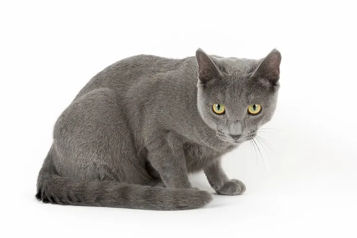 Framed Print : Purebred Cat Russian Blue (Felis silvestris catus)