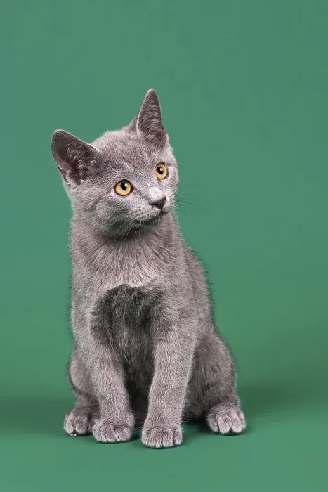 Framed Print : Purebred cat, Russian Blue, Kitten
