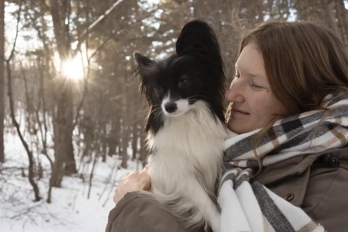 Framed Print : A purebred Papillon dog lovingly held by its owner during a serene winter day in a snowy forest