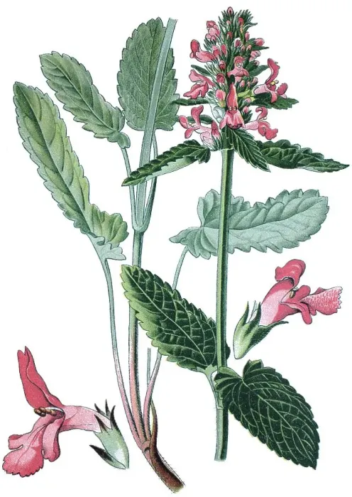 Framed Print : Purple betony (Stachys officinalis) Framed Print : Purple betony (Stachys officinalis)