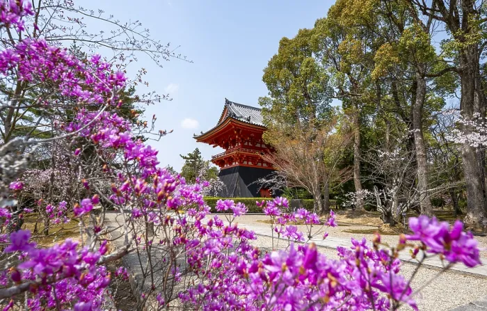 Framed Print : Purple blooming tree in spring with Shoro bell tower